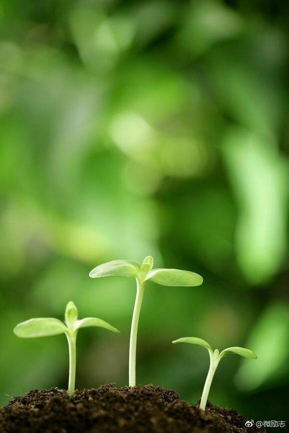 挑战逆境、追求卓越：精武青春的生命力与激情