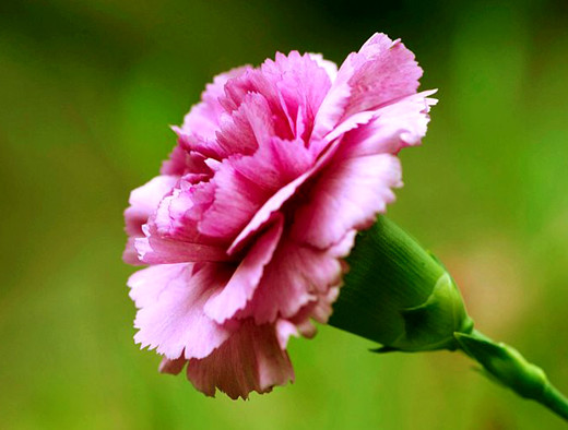 卡芙兰这个牌子怎么样_卡芙兰护肤品好不好_芙兰卡