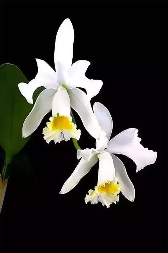 芙兰达_芙兰达_芙兰达
