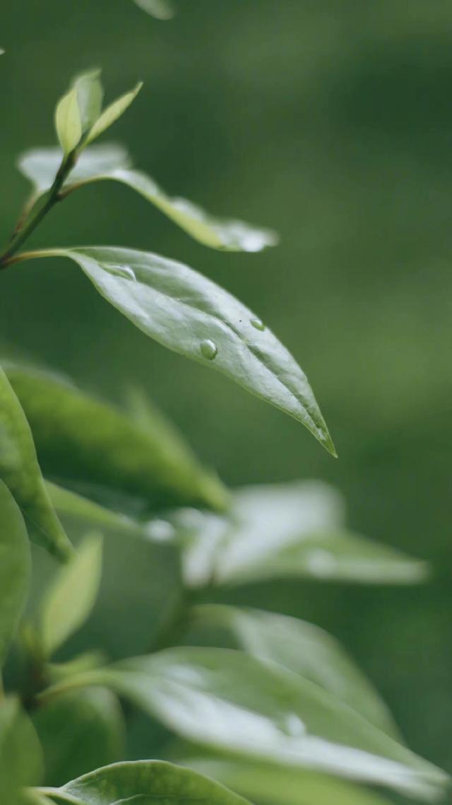 下雨听见声音就想哭_听见下雨的声音_请问听见下雨的声音