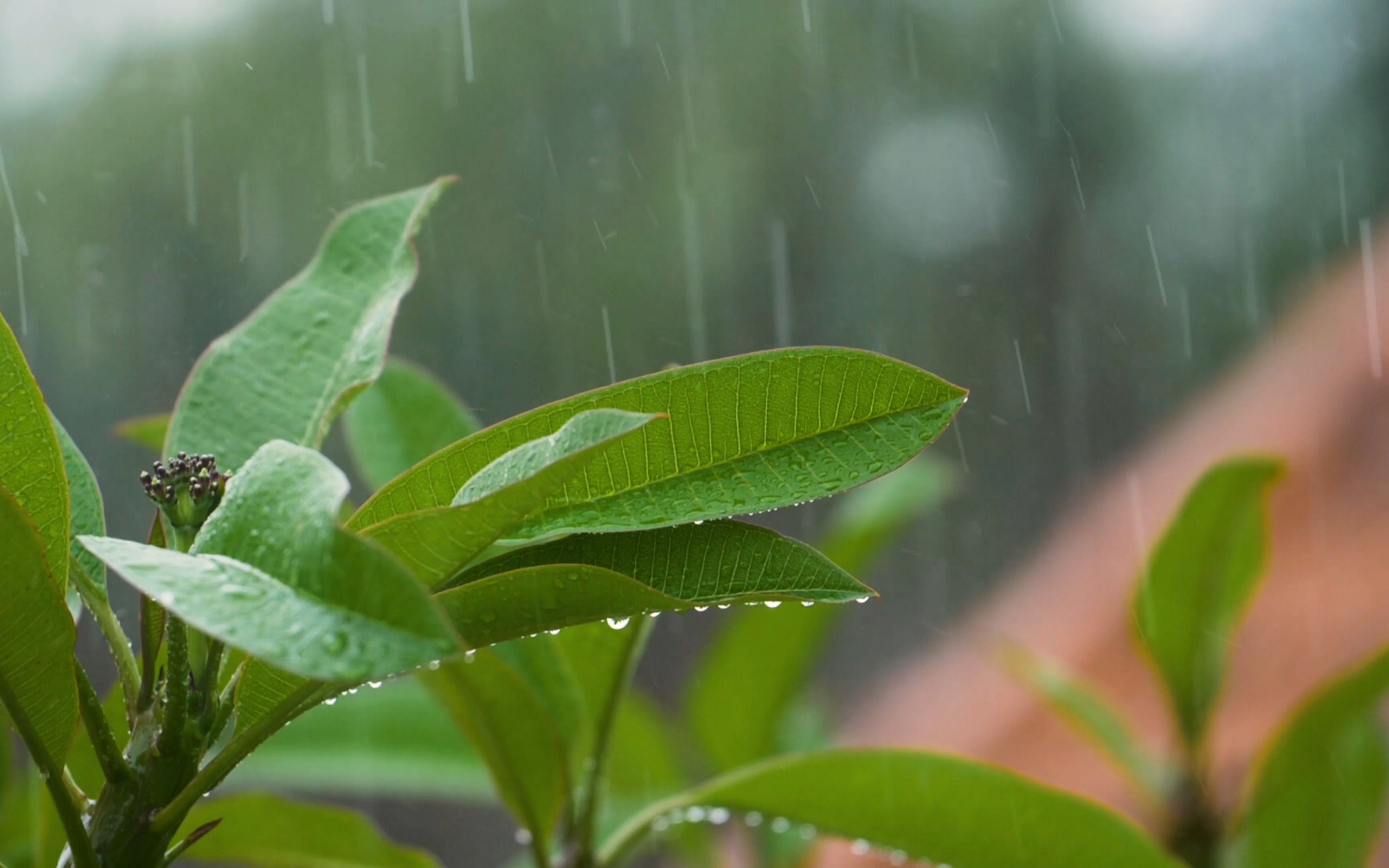 下雨听见声音就想哭_听见下雨的声音_请问听见下雨的声音