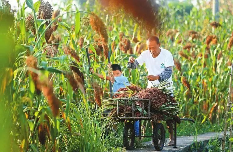 支气管隆突位于_支气管隆突位于t几水平_支仓未起隆