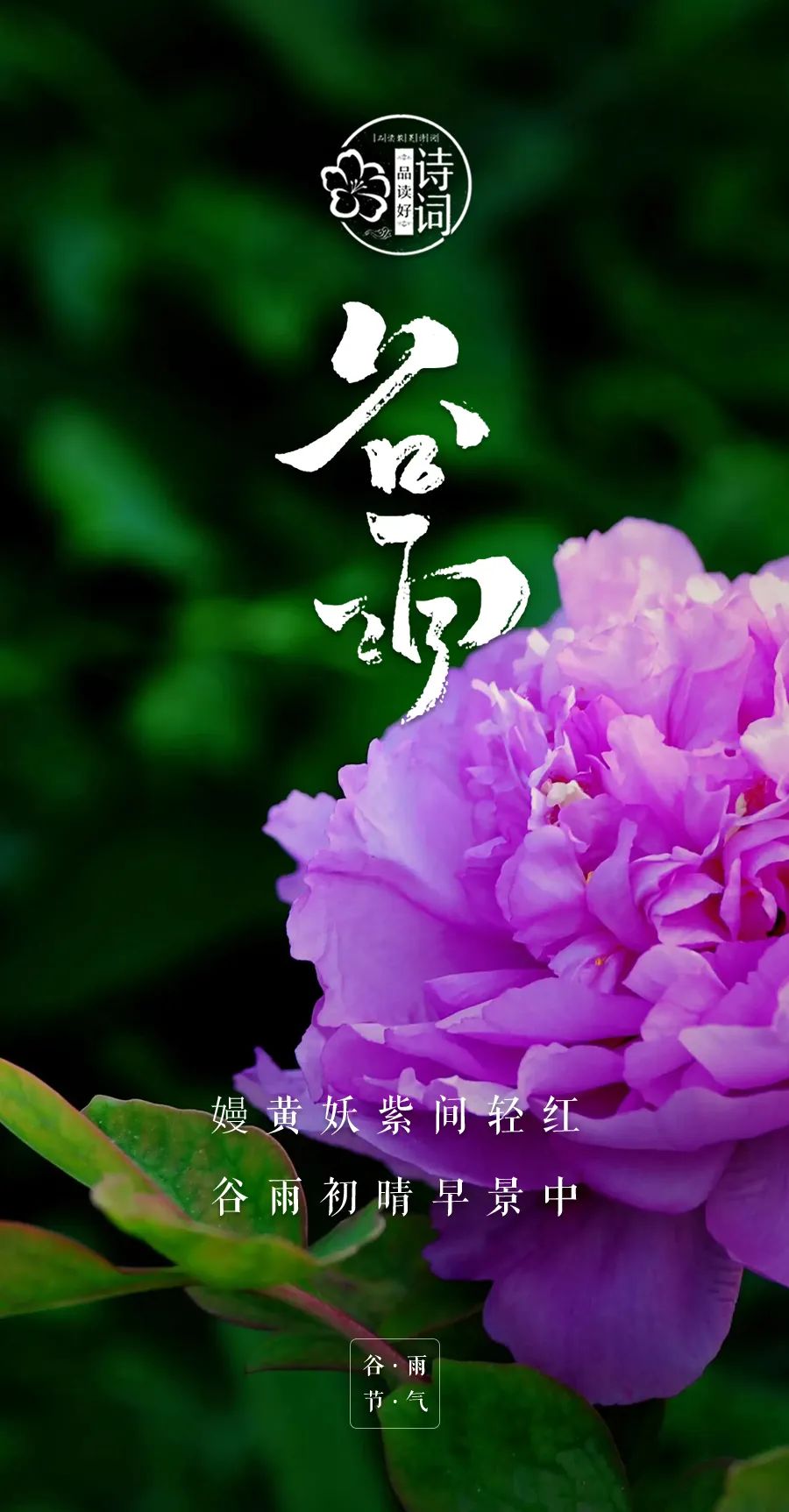 谚语谷雨不下雨_谚语谷雨前后种瓜点豆_谷雨谚语