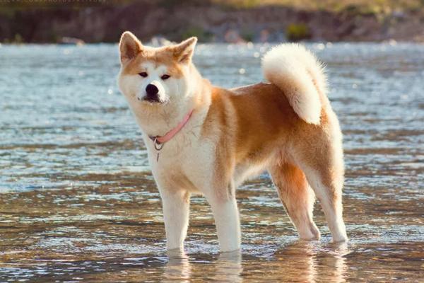 狐狸钱包中文_小狐狸钱包是冷钱包吗英文版_狐狸钱包使用教程