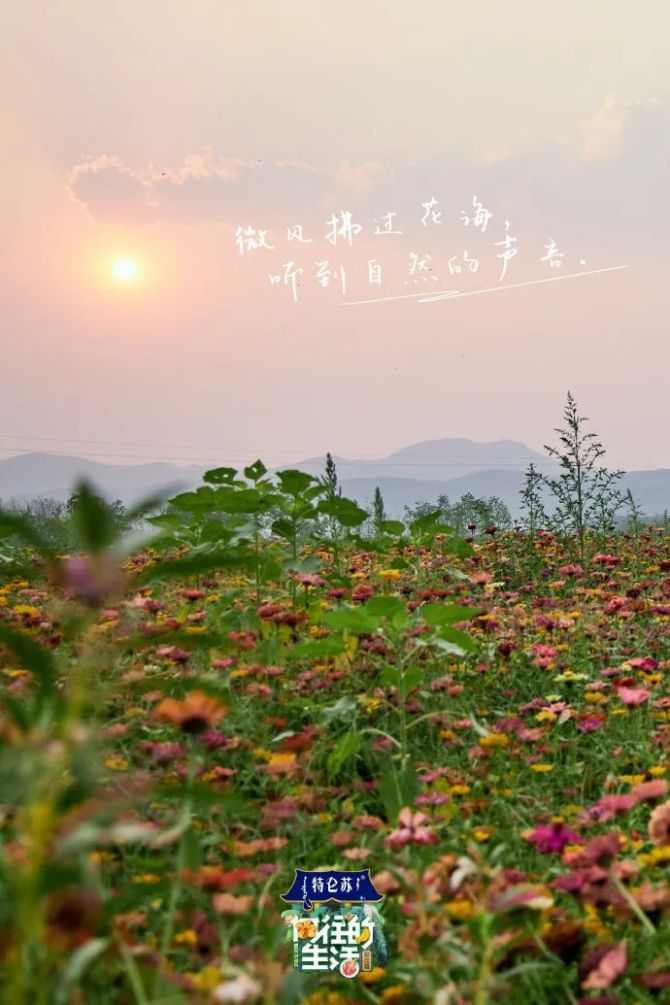 立花沙耶_立花日菜_美食刑事立花