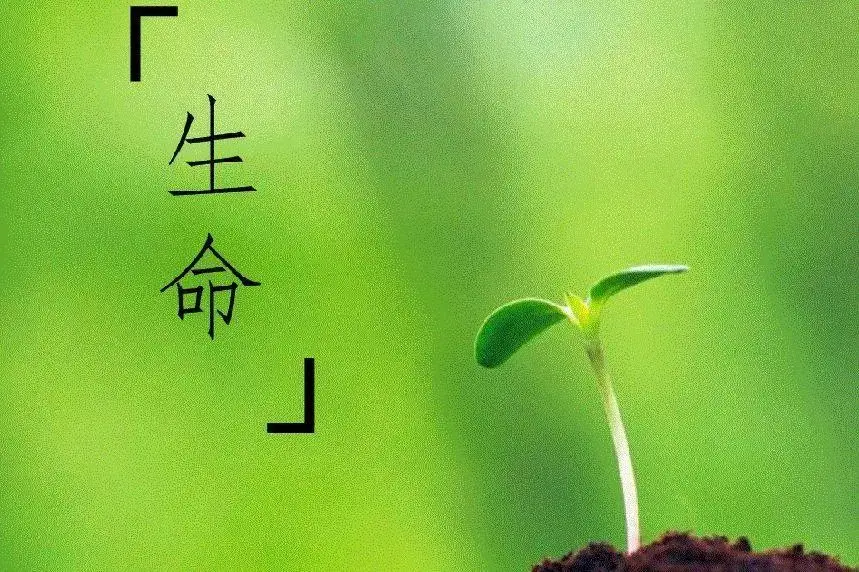 阿弥陀佛圣诞日_阿弥陀佛圣诞佛七_阿弥陀佛圣诞