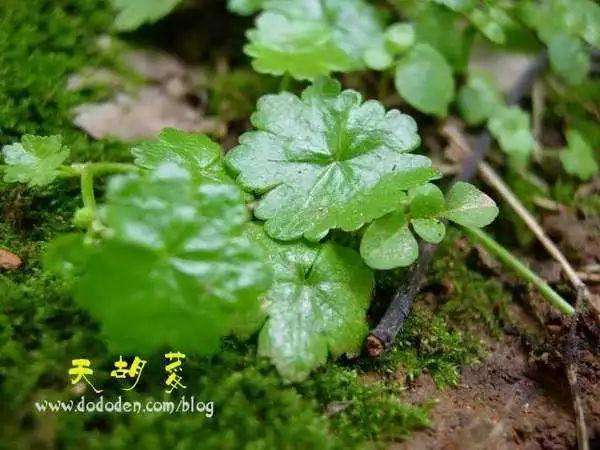 福葛_葛福顺的结局_葛福柱