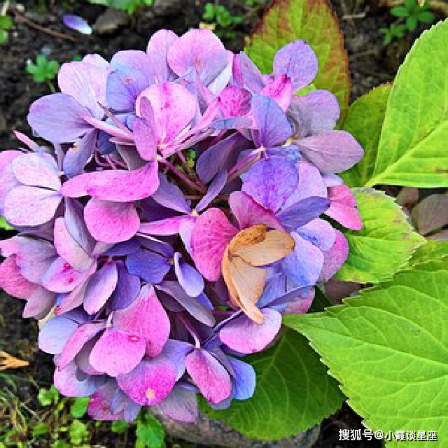 裟婆诃_裟婆诃_裟婆诃