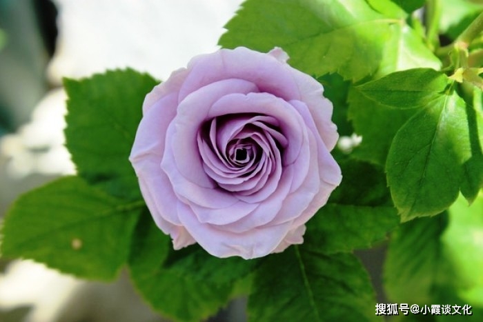 裟婆诃_裟婆诃_裟婆诃