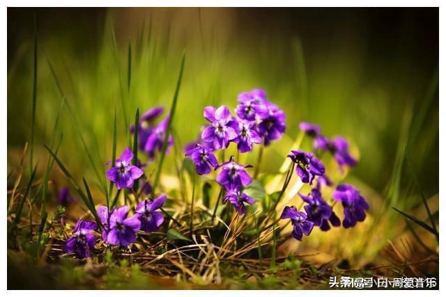 未闻花名_花未闻名全名_花未闻名钢琴曲