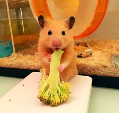 仓鼠吧下载_手机下载仓鼠游戏_仓鼠手游手机版下载