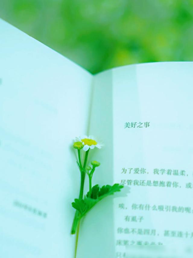 梨英语怎么说_路人英梨梨本子彩色_英梨梨