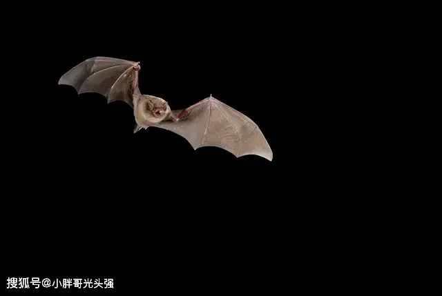 蝠鲼_蝠鲼_蝠鲼