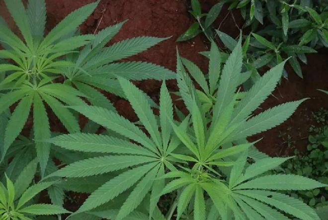 消灭方块_消灭方块攻略_消灭方块君