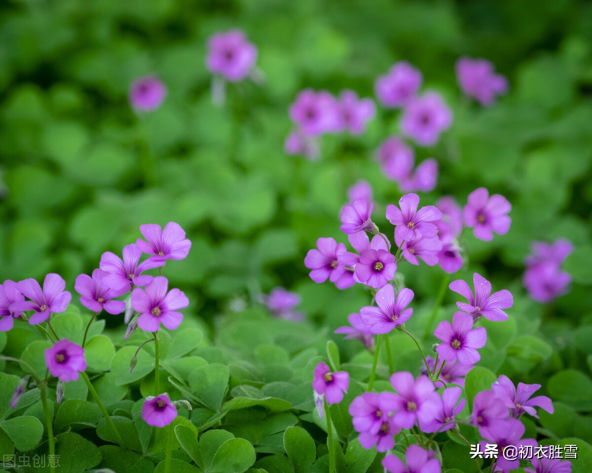 亚辛：一个名字背后的情感寄托与力量源泉