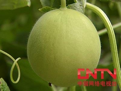 小狐狸钱包转账慢怎么解决_小狐狸钱包转账成功钱没收到_狐狸钱包转错钱包