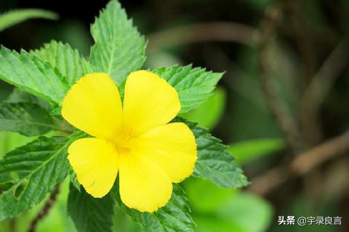 菲尔扎娜_扎克斯菲尔经典语录_扎克斯·菲尔