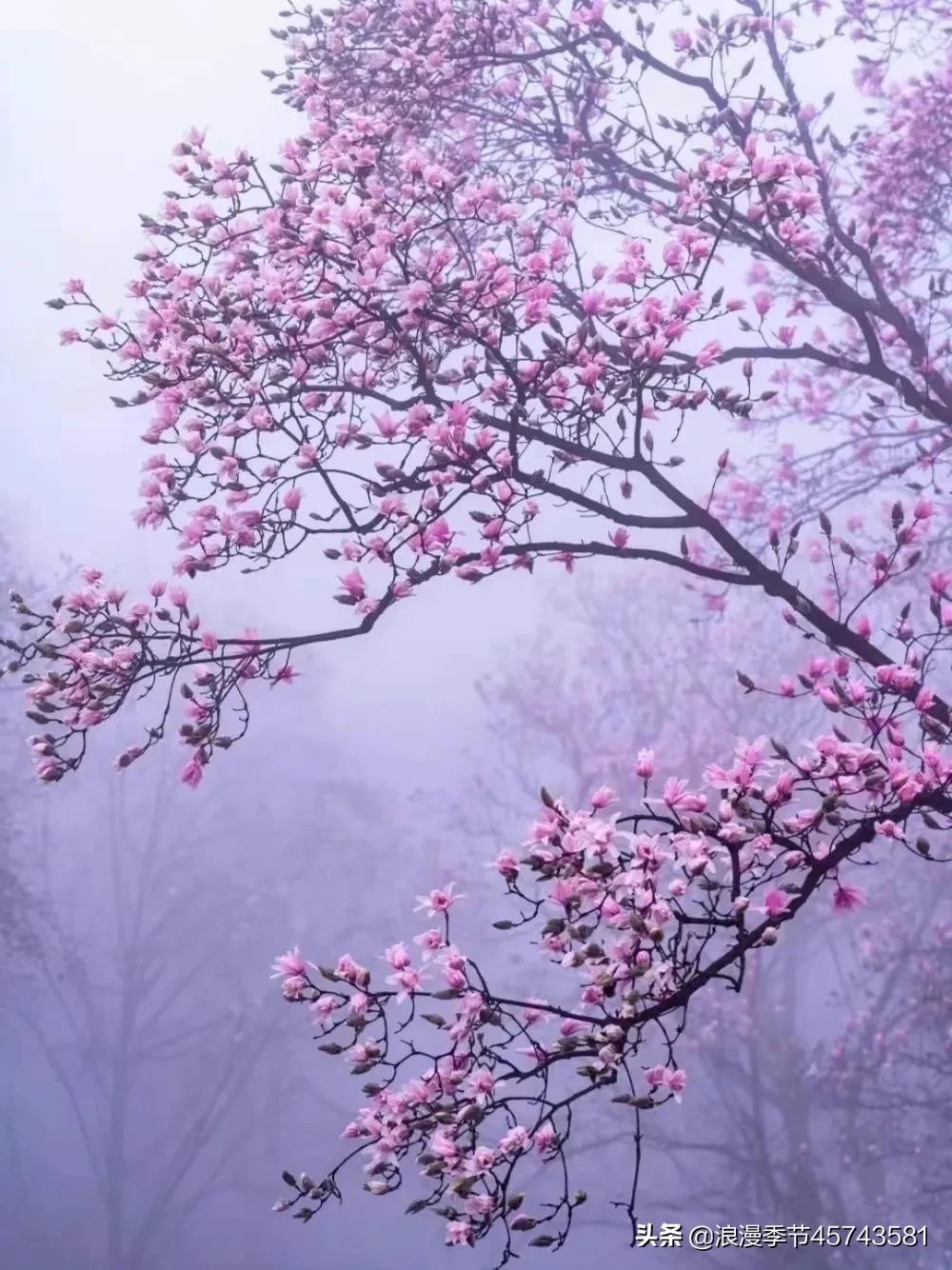 真的真的泡泡雪儿微博_微泡泡_绿泡泡微博