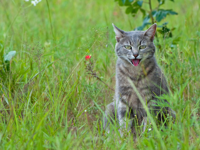 猫咪咖啡屋游戏攻略_猫咪咖啡厅游戏中文版_手机游戏猫咪咖啡馆下载