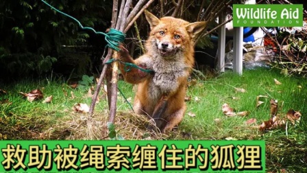 小狐狸钱包转账卡住了怎么办呢_狐狸钱包转ronin钱包_小狐狸钱包转账卡住了