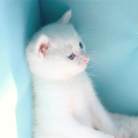 头像猫咪图片可爱情侣_头像猫猫可爱_头像猫咪图片可爱