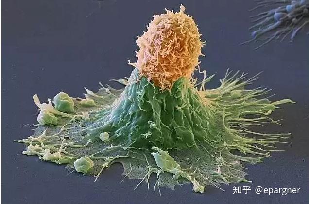 初始细胞毒性T细胞巡逻_初始细胞名词解释_初始t细胞