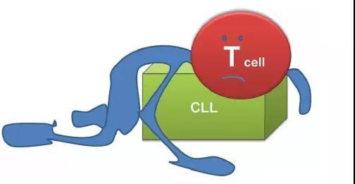初始细胞名词解释_初始t细胞_初始细胞毒性T细胞巡逻