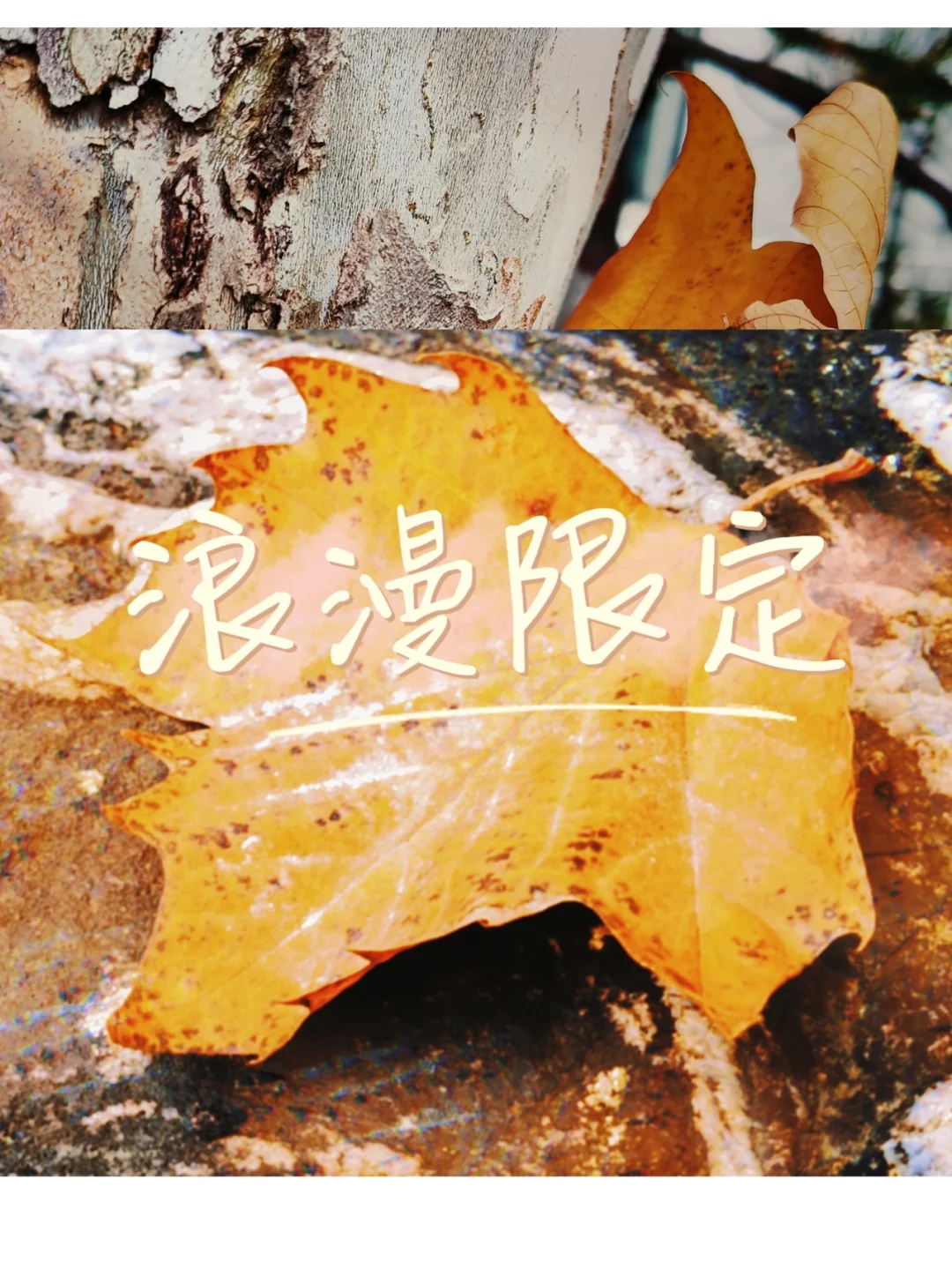 拉缇娜长大后的样子_拉缇娜_拉缇娜真实身份