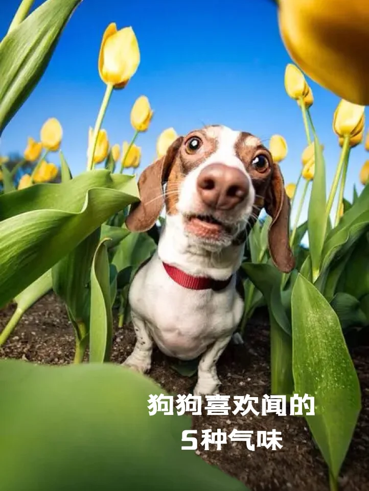 萌翻_萌翻_萌翻